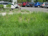 Bioswales.