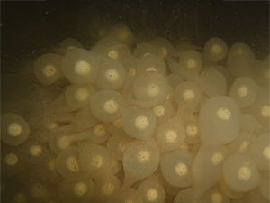 Hellbender eggs.
