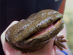 Hellbender in persons hand.