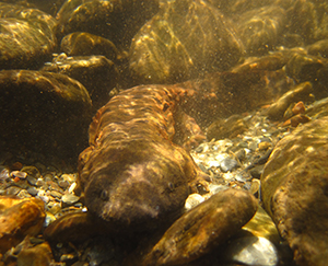 Hellbender in its natural habitat.