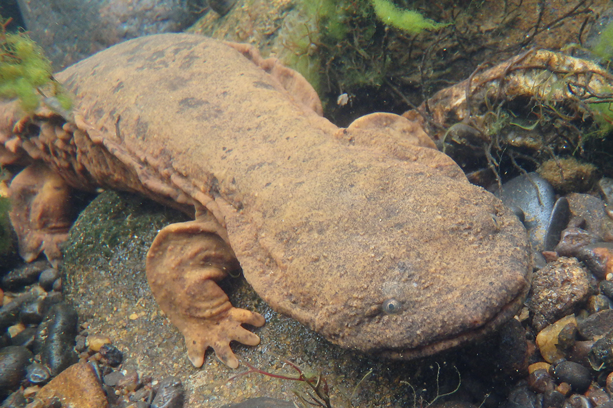 Close up of young Hellbender face in tank.