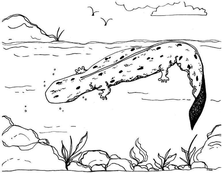 Coloring page of a hellbender swimming.