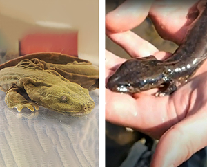 Photo of adult hellbender beside a mudpuppy, ID that hellbender.