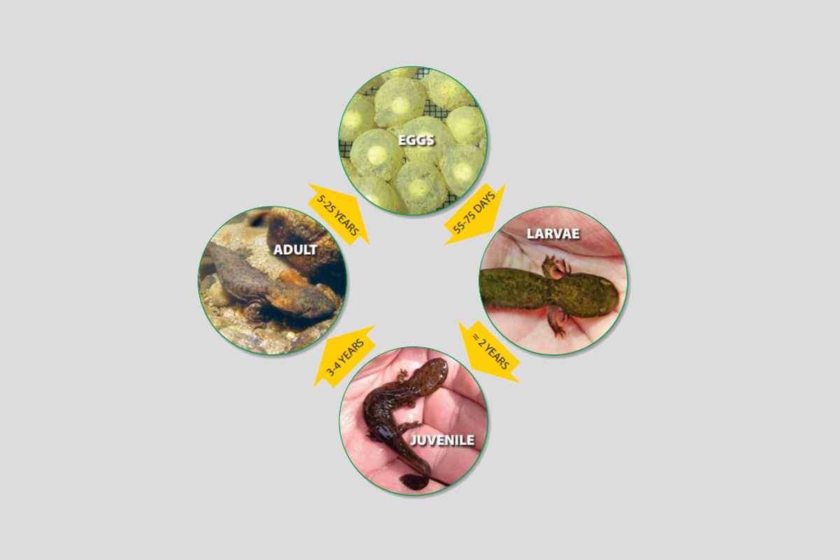 Hellbender life cycle.