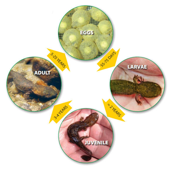Hellbender life cycle with images of hellbender eggs, larvae, juvenile and adult.
