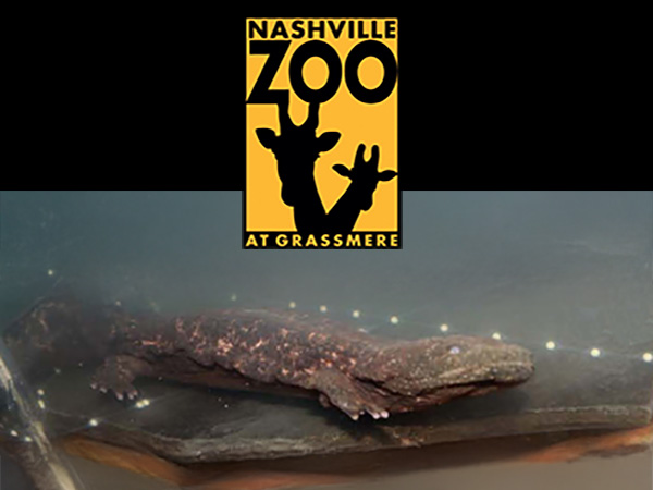 Nashville Zoo at Grassmere logo with photo of hellbender.