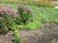 Native plants.