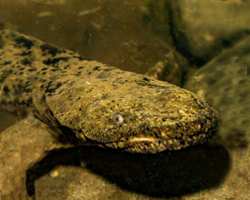 Eastern Hellbender