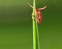 A red mite on a blade of grass