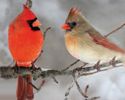 Male and Female Cardinal, Coloration Exploration