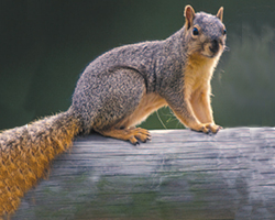 squirrel perched on log, Common Indiana Mammals