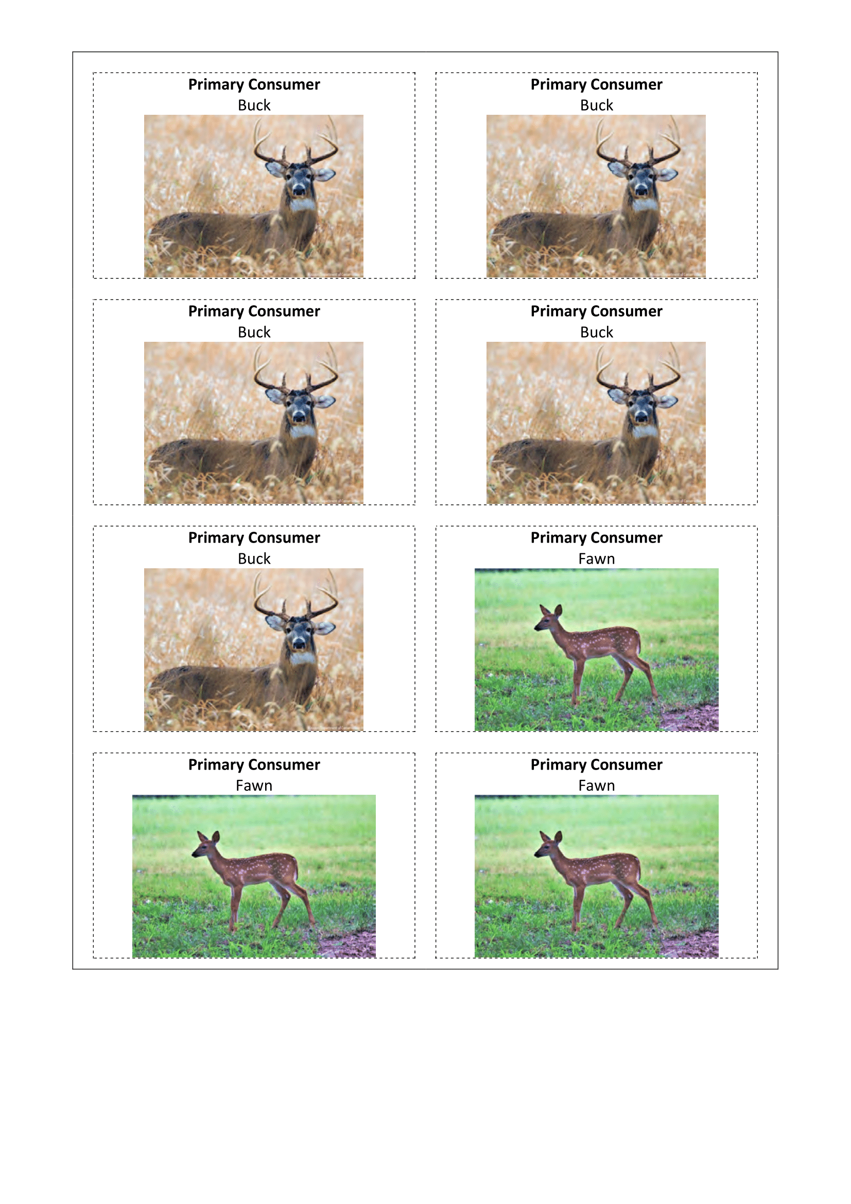 Images, Primary Consumer buck and fawn