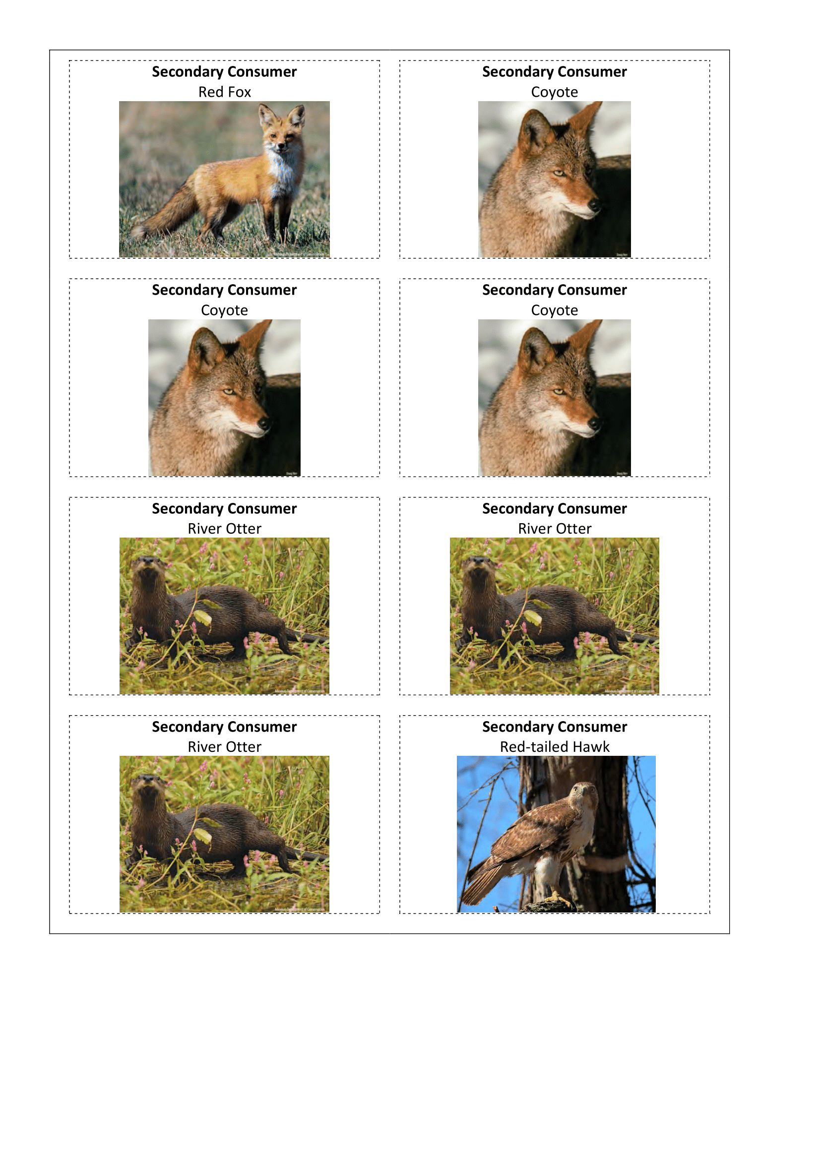Images, Primary Consumer red fox, coyote, and river otter.