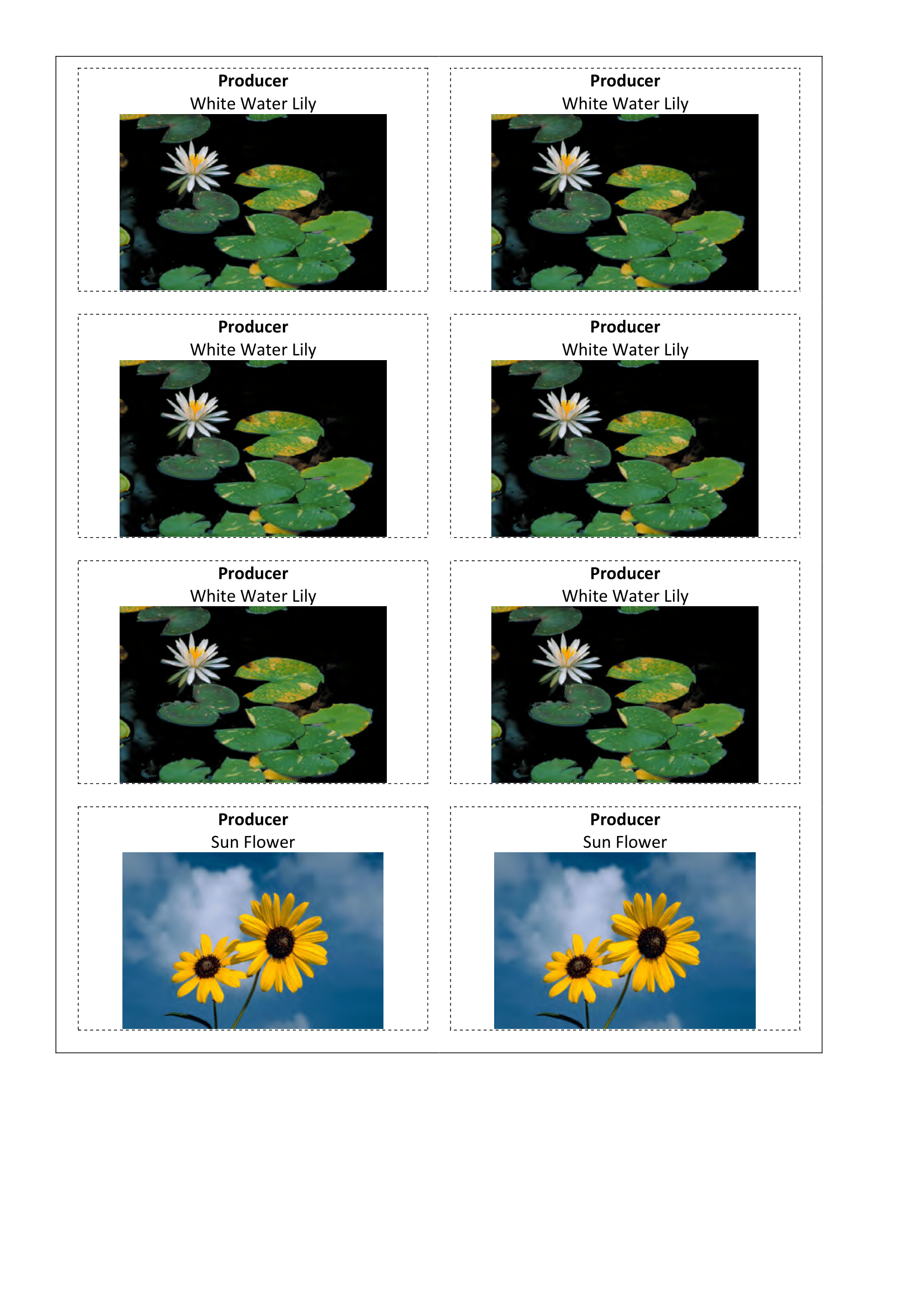 Images, Primary Consumer white water lily and sun flower.