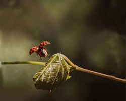 Lady bug flying away