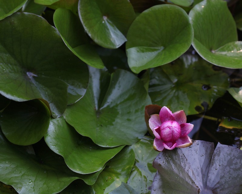 Plant with pink bloom, Health and Wellness Curriculum, Nature of Teaching.