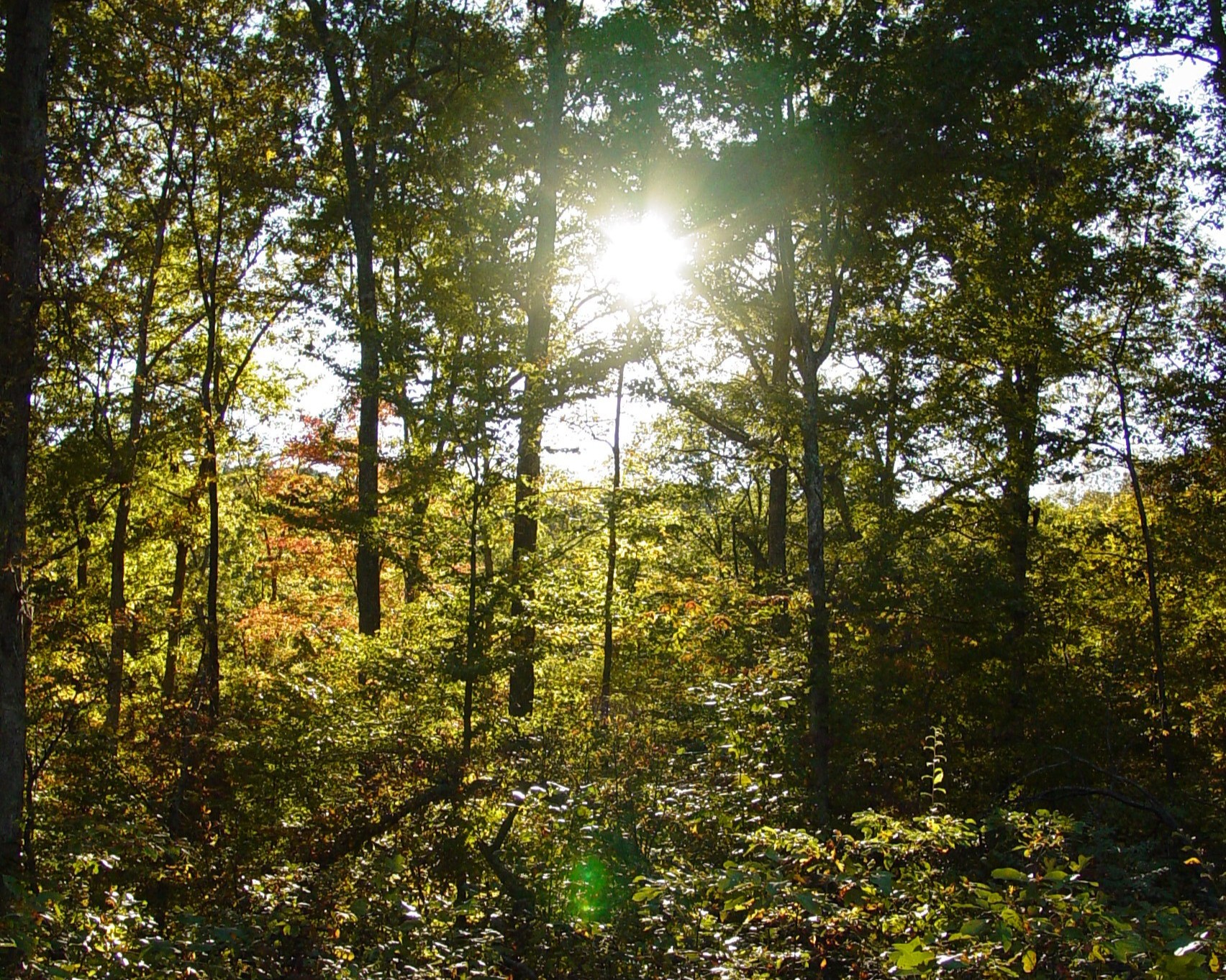 Trees in forest.