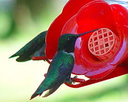 Hummingbird at feeder.