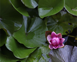 Plant with pink bloom, Health and Wellness Curriculum, Nature of Teaching.