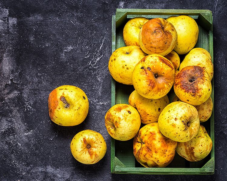 Rotten apples, What a Waste of Food, Nature of Teaching.