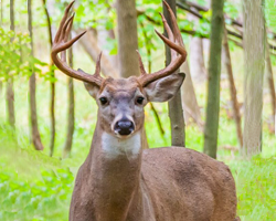 Buck Looking at Camera