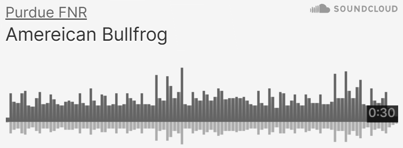 Purdue FNR SoundCloud of American Bullfrog sounds