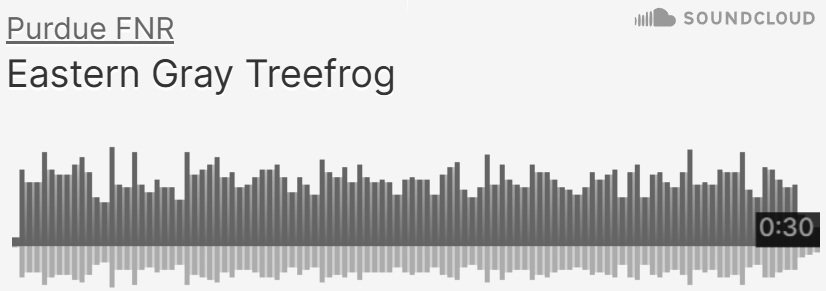 Purdue FNR SoundCloud of Eastern Gray Treefrog sounds