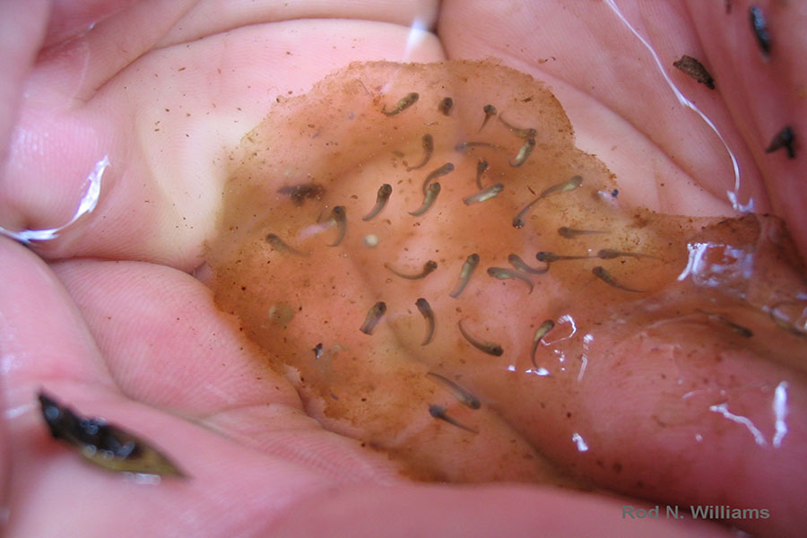 Mole Salamander Embryos