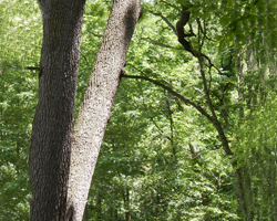 Midwest Tree