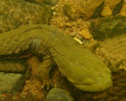 Hellbender, Healthy Water Happy Home