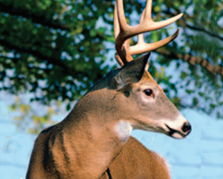 Buck looking to right, Unit 2 Mammal Food Webs