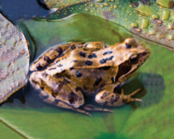 Frog on lily pad, Unit 3: Reptiles, Amphibians, and the Scientific Method