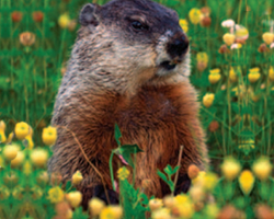 Groundhog sitting looking to the right, Unit 4: Mammals and Ecosystems