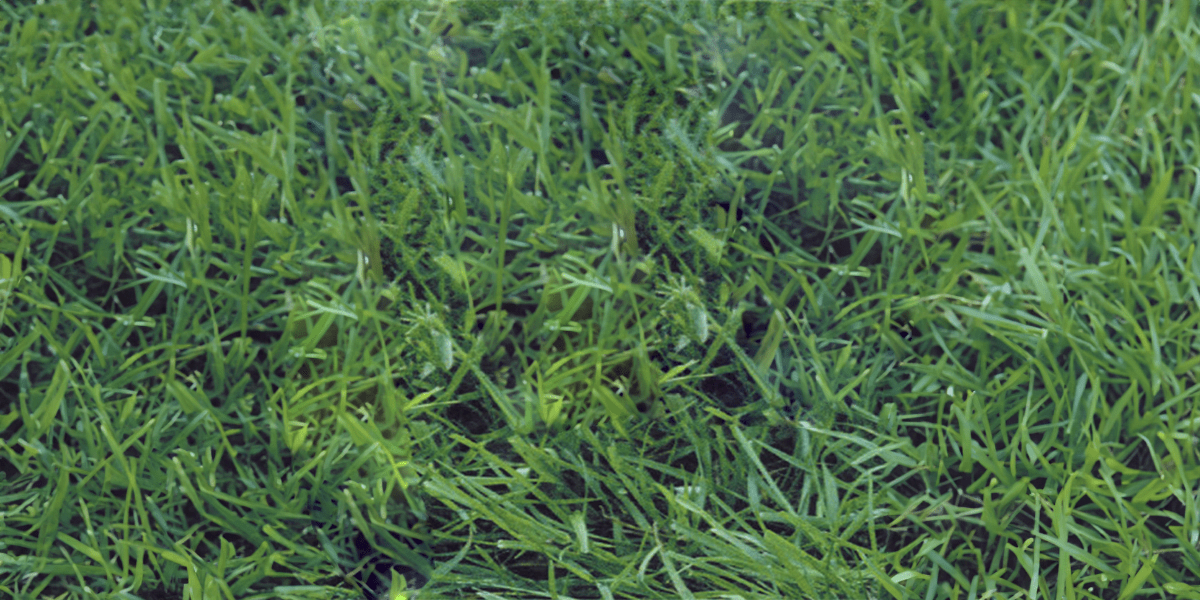 grass