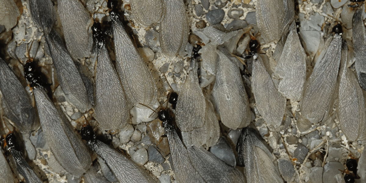 Termites