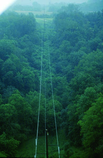 electricity cables over the forest