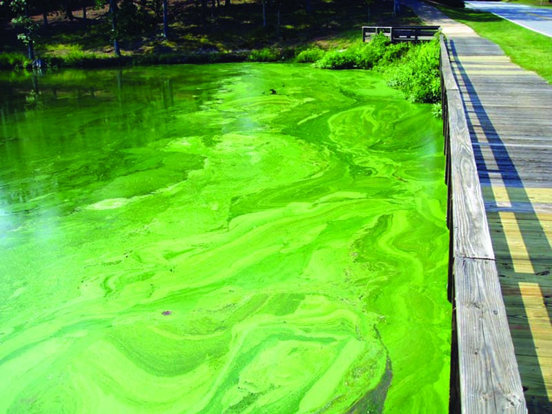 green contaminated water 