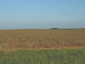 cornfield damaged