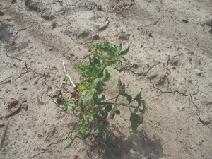 tomato plan in arid area