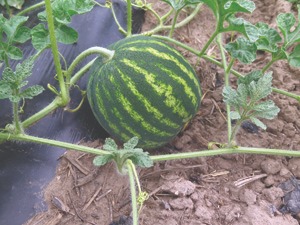 watermelon 