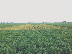 soybean plantation 