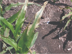 corn leaves 
