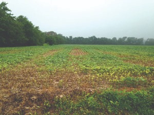 cornfield damaged