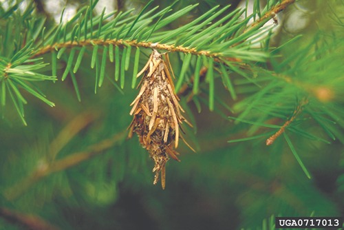 image of a bagworm