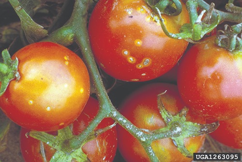 Tomatoes showing signs of a disease