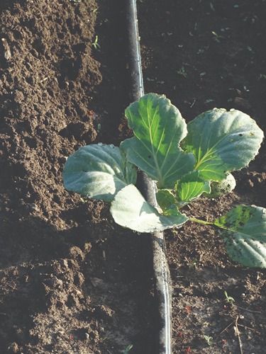 small cabbage plant 