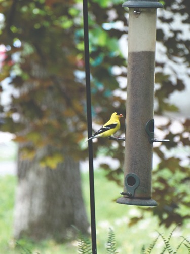 bird on a bird-feeder