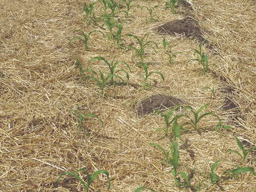 corn plantation cover with straw mulch