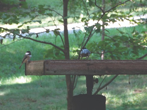 birds on a garden
