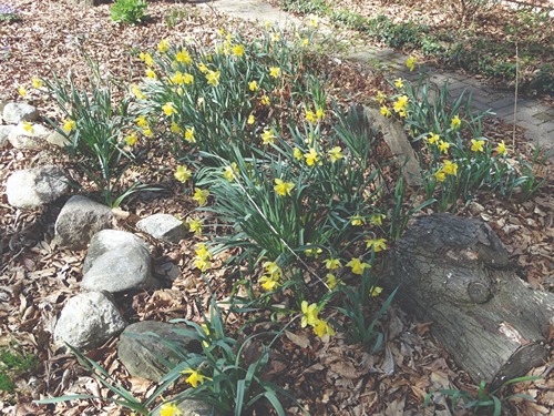 A garden with small patch of yellow flowers